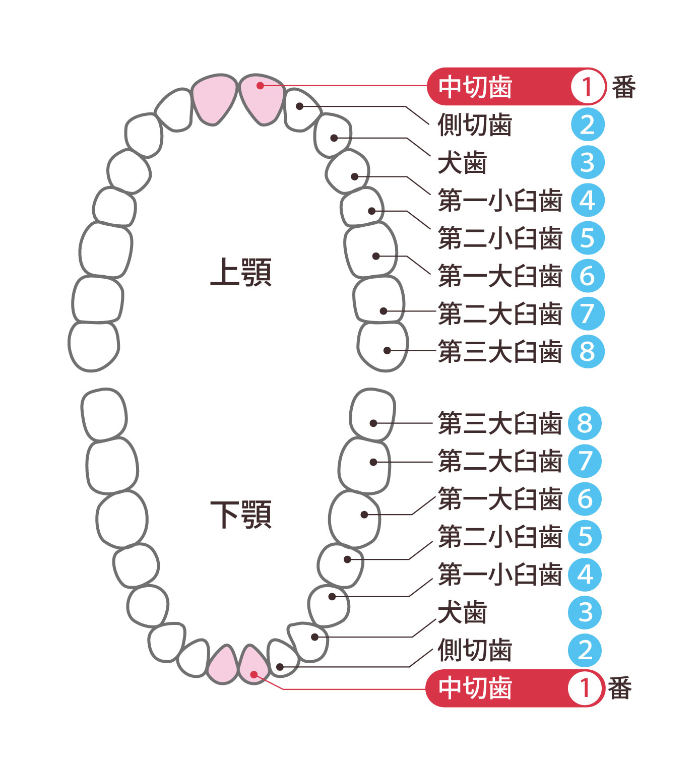 インプラント・差し歯の噂がある芸能人25選【芸能ジャンル別にまとめ】 らじかるぽすと